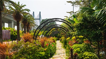 Contrast to the background of Tsing Ma Bridge, the Sweet Garden with its flower garden setting and vine-like arbor create an interesting contrast.